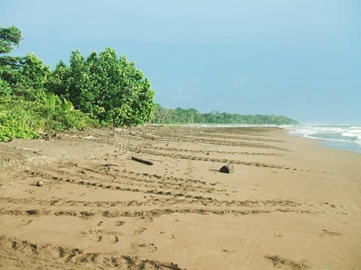 Miss Miriam. Hotel Frente Al Mar Tortuguero Buitenkant foto